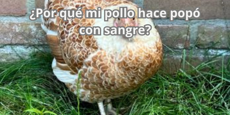 ¿Por qué mi pollo hace popó con sangre?