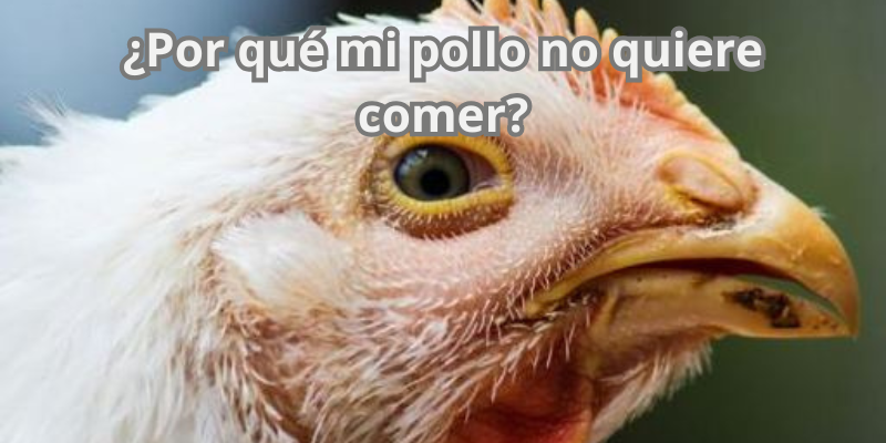 ¿Por qué mi pollo no quiere comer?