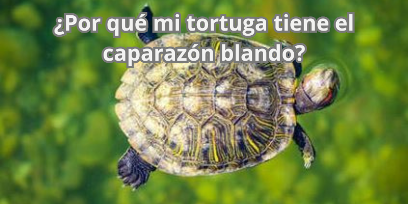 ¿Por qué mi tortuga tiene el caparazón blando?
