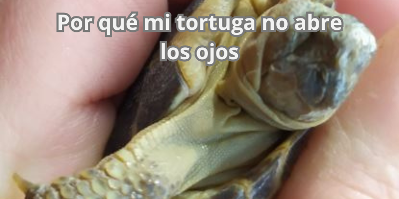 Por qué mi tortuga no abre los ojos