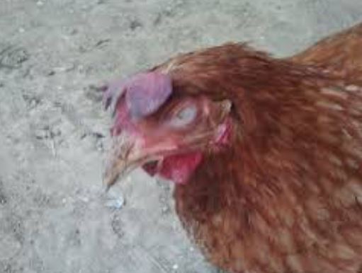 ¿Por qué mi gallo está pálido?