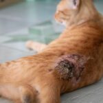 ¿Por qué les salen gusanos a los gatos? Causas reales, síntomas y cómo eliminarlos correctamente