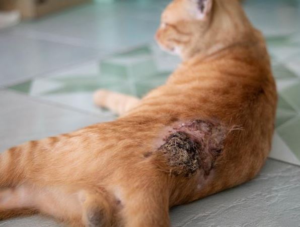 ¿Por qué les salen gusanos a los gatos?