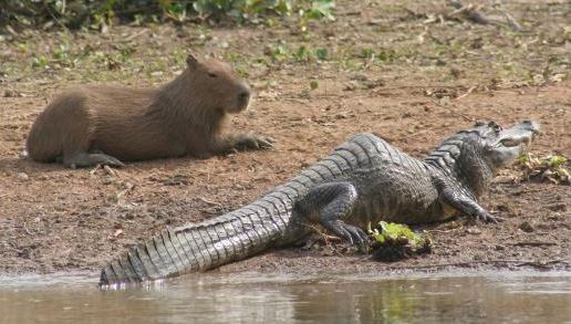 ¿Por qué los cocodrilos no atacan a los capibaras?