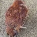 ¿Por qué mi pollo hace popó con sangre? Causas reales, señales de alerta y qué hacer paso a paso