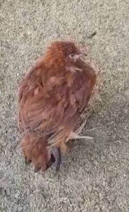 ¿Por qué mi pollo hace popó con sangre?