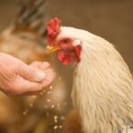 ¿Por qué mi pollo no quiere comer? Causas reales y qué hacer paso a paso