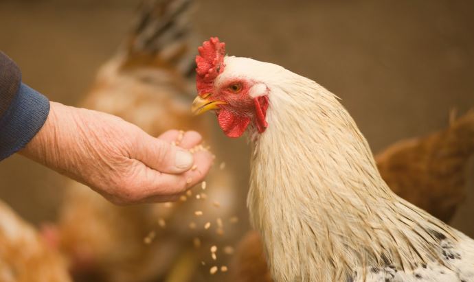 ¿Por qué mi pollo no quiere comer?