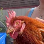 ¿Por qué mi gallo está pálido? Causas, síntomas y soluciones efectivas
