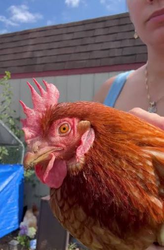 ¿Por qué mi gallo está pálido?