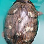¿Por qué mi tortuga tiene el caparazón blando? Lo que realmente significa y qué hacer