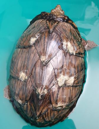 ¿Por qué mi tortuga tiene el caparazón blando?