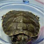 Por qué mi tortuga no abre los ojos: causas reales, señales de alerta y qué hacer a tiempo