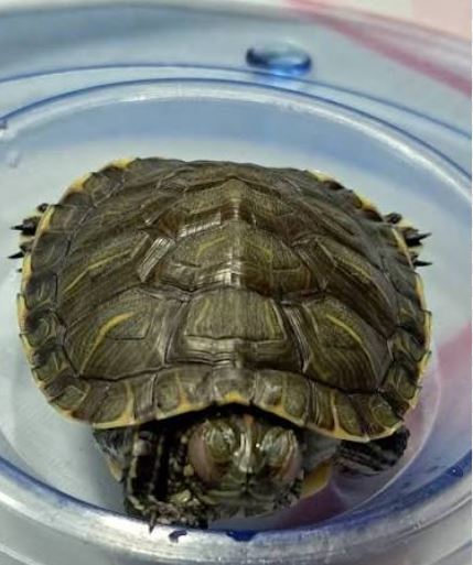 Por qué mi tortuga no abre los ojos