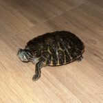 Por qué mi tortuga no quiere comer y qué hacer