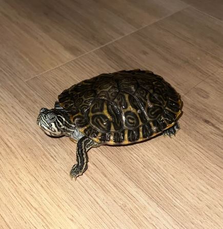 Por qué mi tortuga no quiere comer