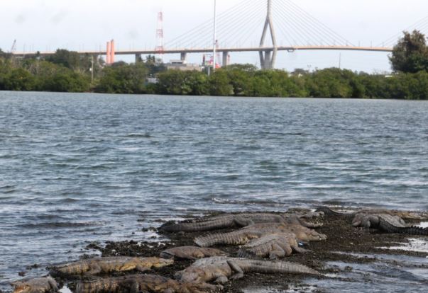¿Por qué hay cocodrilos en la Laguna del Carpintero?
