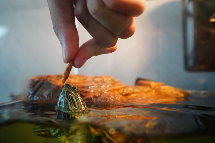 Por qué mi tortuga no quiere comer