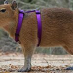 ¿Por qué los cocodrilos no atacan a los capibaras? La explicación real