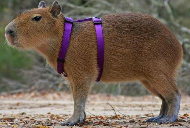 ¿Por qué los cocodrilos no atacan a los capibaras?