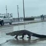 ¿Por qué hay cocodrilos en la Laguna del Carpintero? La explicación real