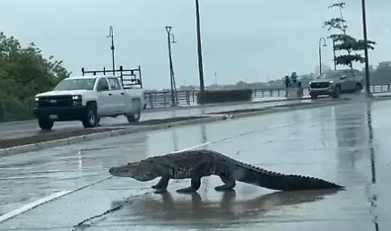 ¿Por qué hay cocodrilos en la Laguna del Carpintero?