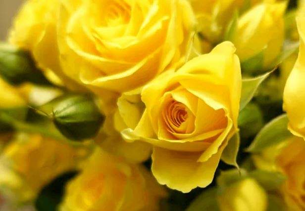 ¿Por qué el 21 de marzo se regalan flores amarillas?