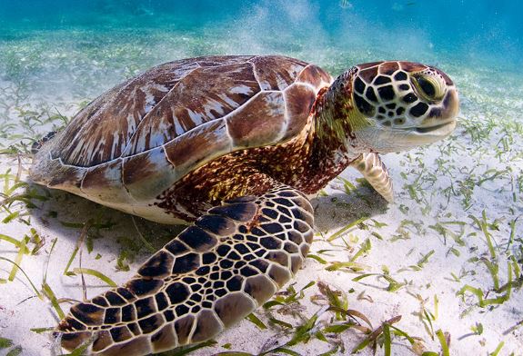 Qué hacer si tu tortuga tiene neumonía