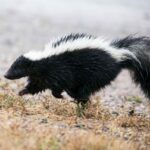 ¿Por Qué los Zorrillos Huelen Mal? La Ciencia Detrás de su Famosa Defensa