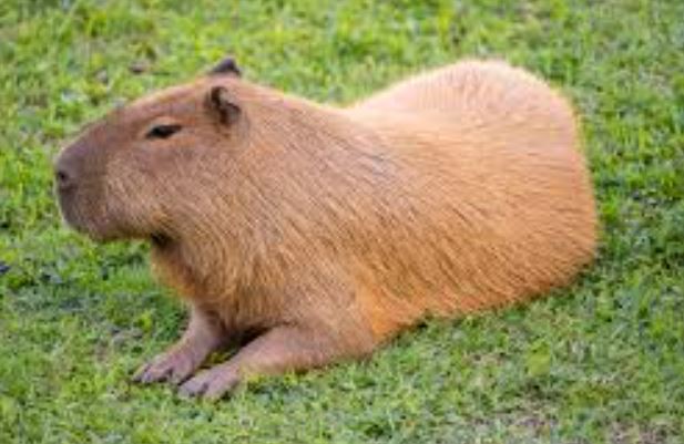 ¿Por qué se puso de moda el capibara?