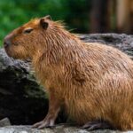 ¿Por Qué Se Hizo Famoso el Capibara? La Historia Detrás del Animal Más Popular de Internet