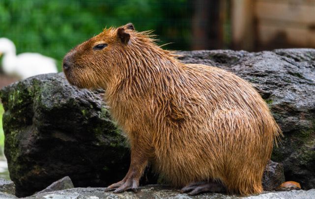 ¿Por Qué Se Hizo Famoso el Capibara?