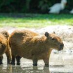 ¿El capibara es un animal terrestre? Características, hábitat y comportamiento