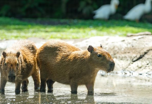 ¿El capibara es un animal terrestre?