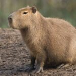 ¿Dónde vive el capibara? Hábitat, distribución y forma de vida