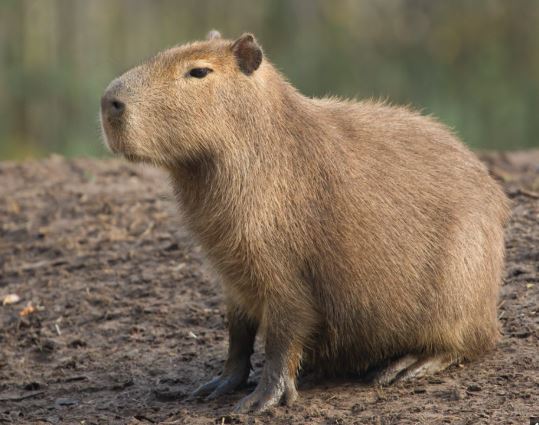 ¿Dónde vive el capibara?