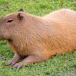 ¿Los capibaras están en peligro de extinción?