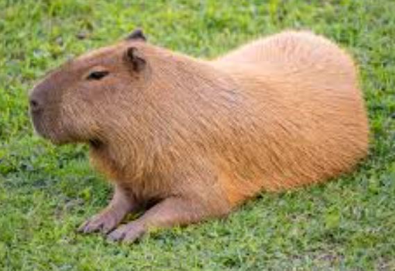 ¿Los capibaras están en peligro de extinción?