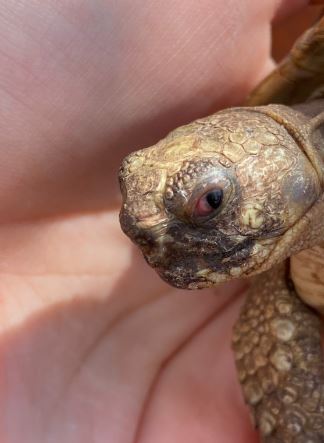 ¿Qué hacer si tu tortuga tiene los ojos hinchados?