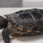 ¿Qué hacer si mi tortuga tiene neumonía? Síntomas, tratamiento y cuidados