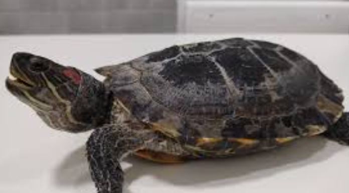 ¿Qué hacer si mi tortuga tiene neumonía?