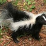 ¿Por qué los zorrillos huelen mal? La sorprendente razón detrás de su poderosa defensa natural