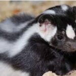 ¿Qué color es el zorrillo? Características, tipos y curiosidades sorprendentes