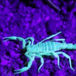 ¿Por qué los escorpiones brillan en la oscuridad? El fascinante misterio explicado