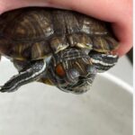 ¿Qué hacer si mi tortuga tiene los ojos hinchados? Causas, tratamiento y cómo ayudarla a recuperarse