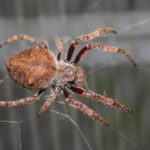 ¿Las arañas tejedoras son venenosas? La verdad sobre estas fascinantes constructoras de telarañas