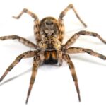 ¿Por qué las arañas tienen 8 patas? La explicación científica que pocos conocen
