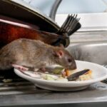 ¿Qué es lo que más le gusta a los ratones? Alimentos, olores y lugares que más los atraen