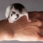 ¿Por qué las ratas muerden a los humanos? Causas, riesgos y qué hacer