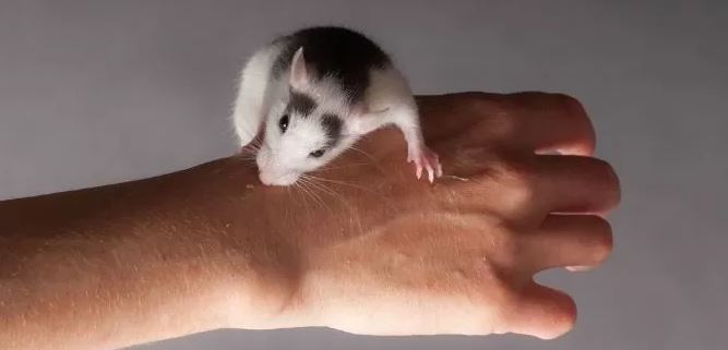 ¿Por qué las ratas muerden a los humanos?